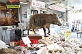 VBS_1458 - Fiera Storica di San Giuseppe 2025 - Alla Corte del Vino Barbera... Il Peperone di Carmagnola